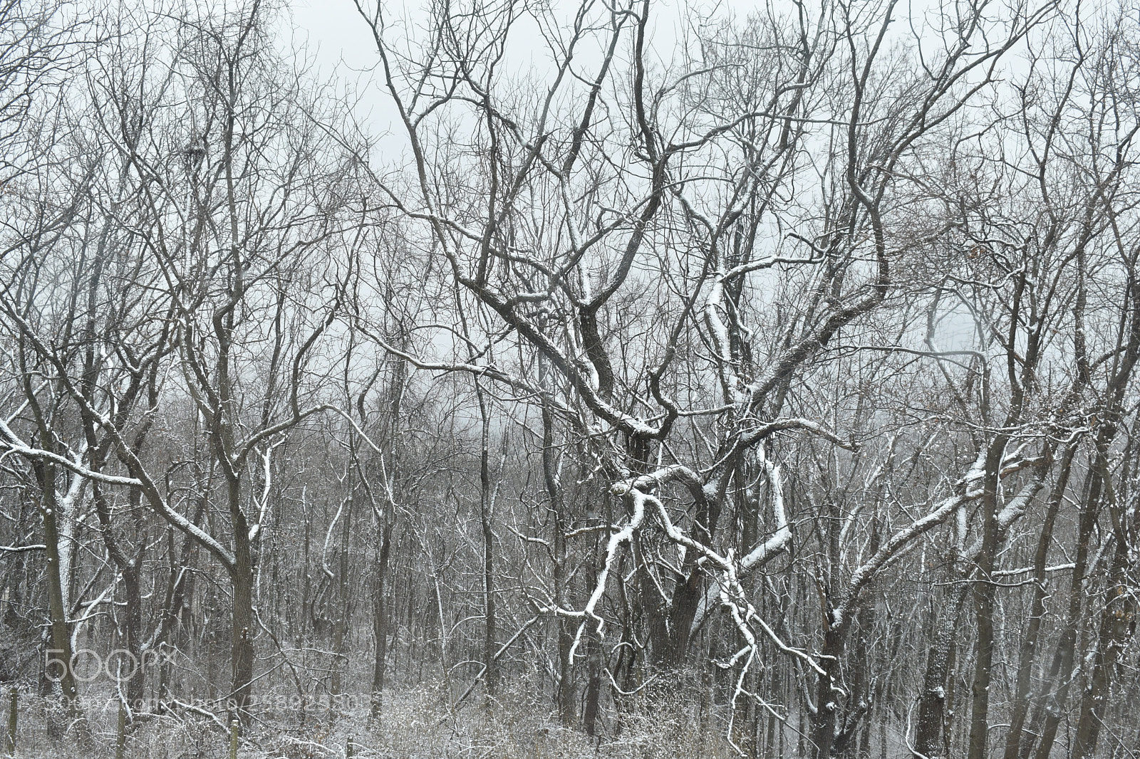 Nikon D3400 sample photo. Snow covered forest photography