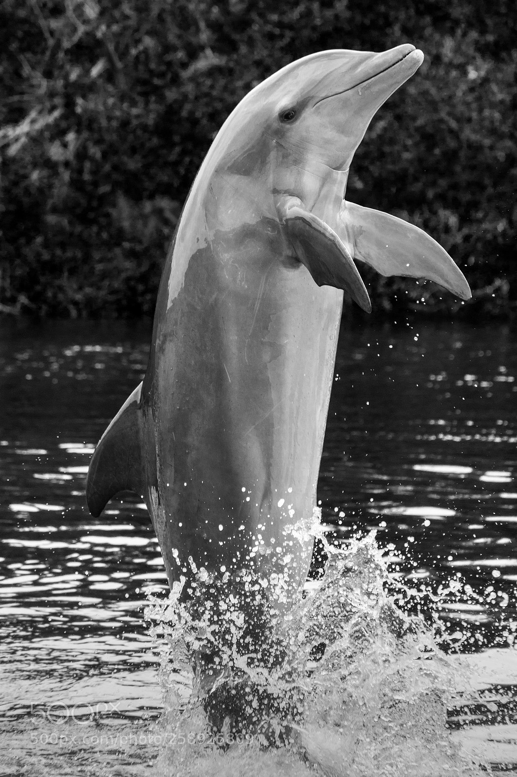 Nikon D7200 sample photo. Delfin i photography