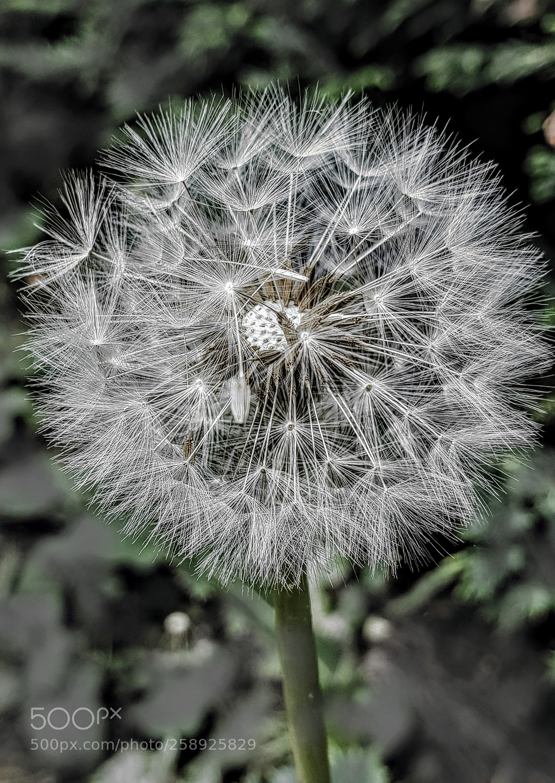 Samsung Galaxy S9+ sample photo. Tick, tock, dandelion clock. photography