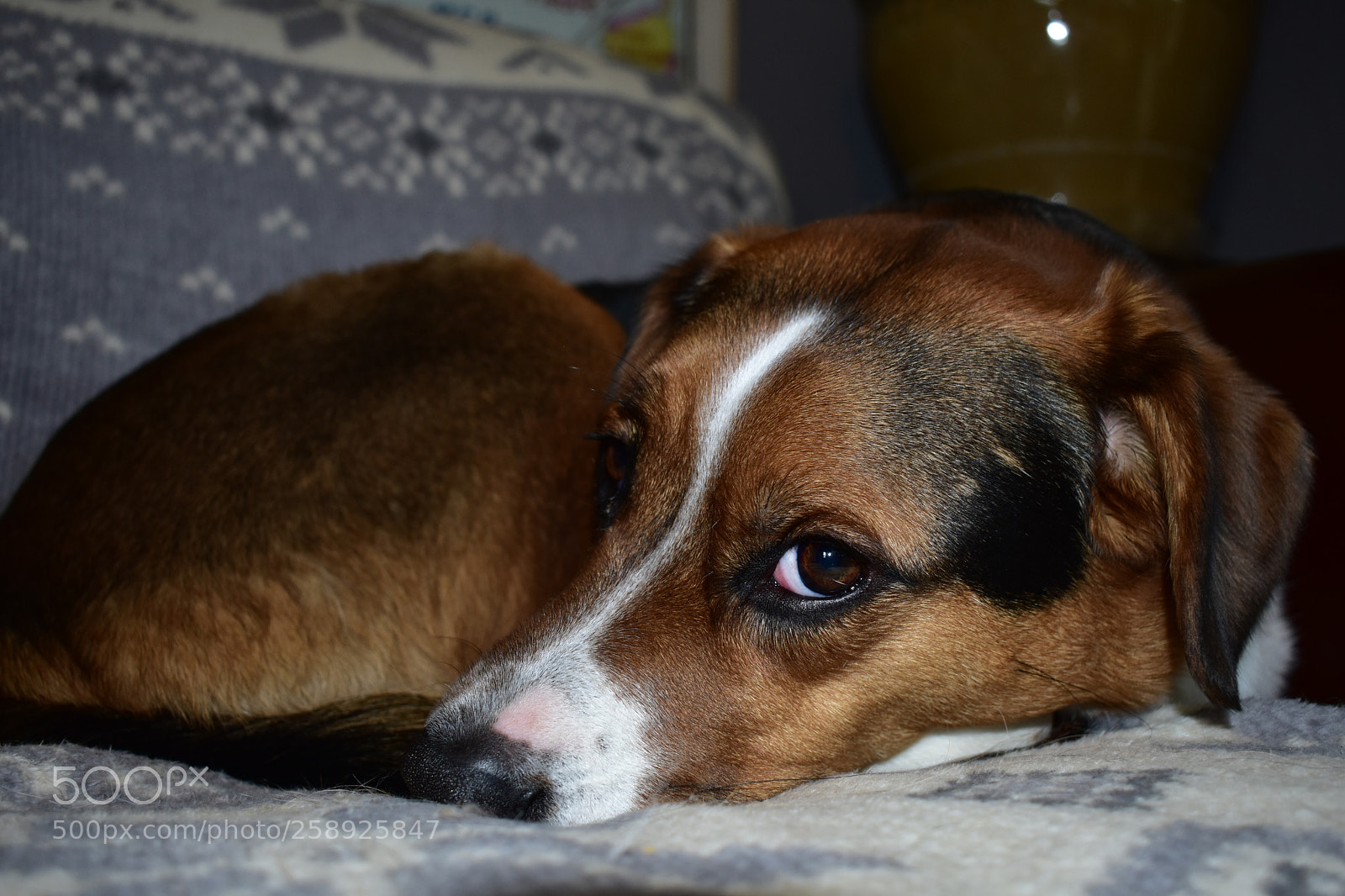 Nikon D3400 sample photo. Gus! photography