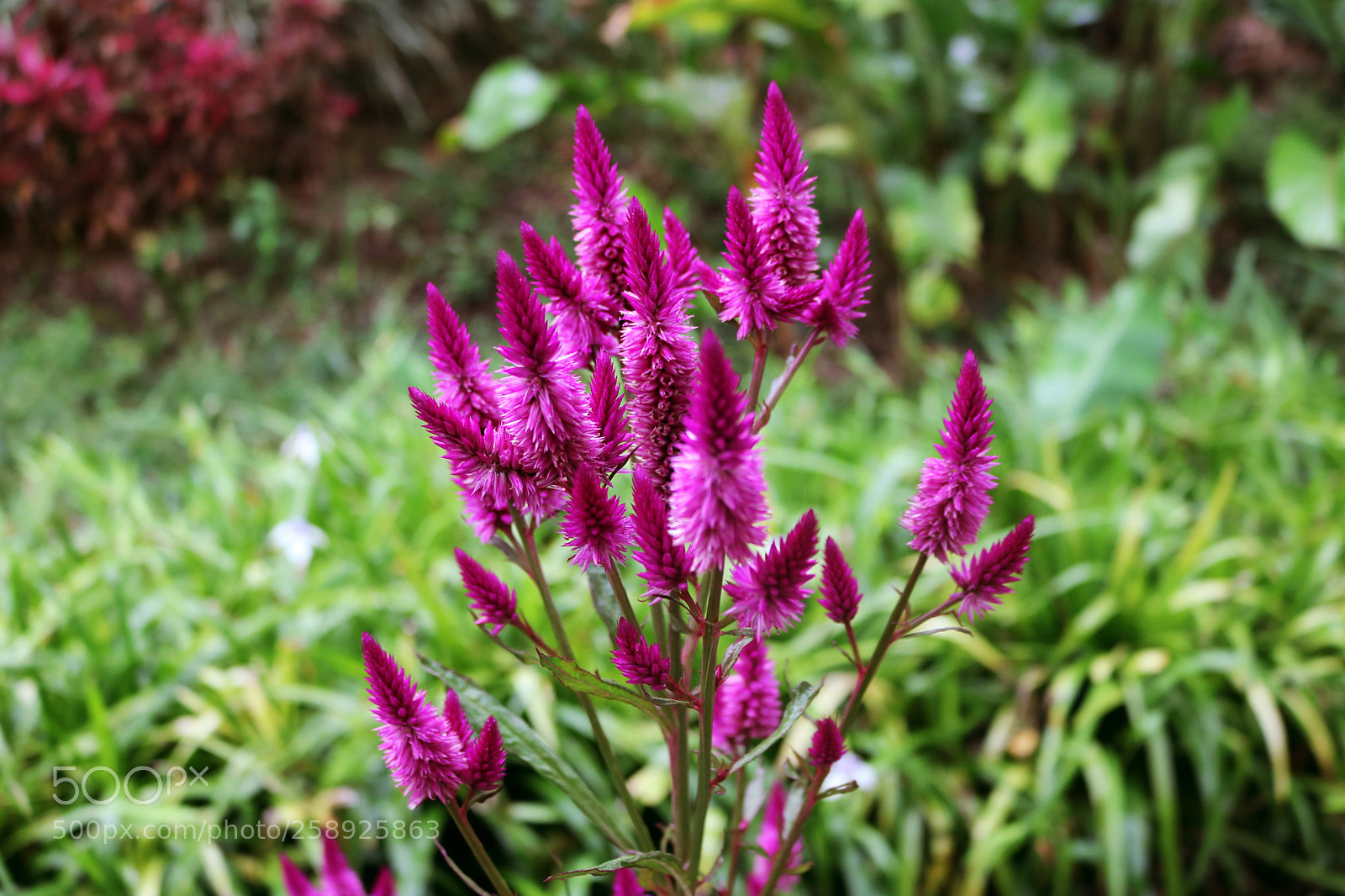 Canon EOS 750D (EOS Rebel T6i / EOS Kiss X8i) sample photo. Purple photography