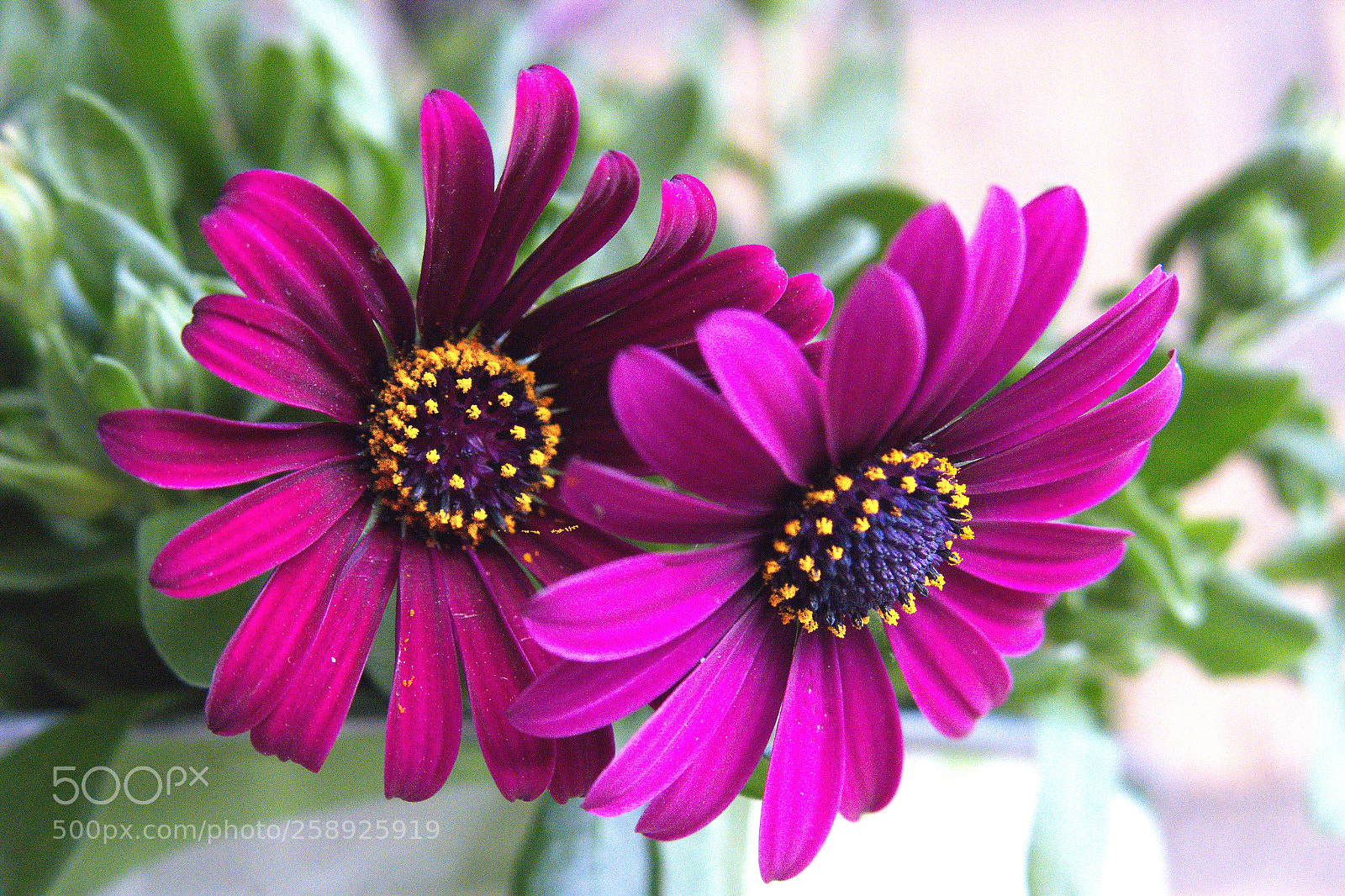Canon PowerShot G3 X sample photo. Flower photography
