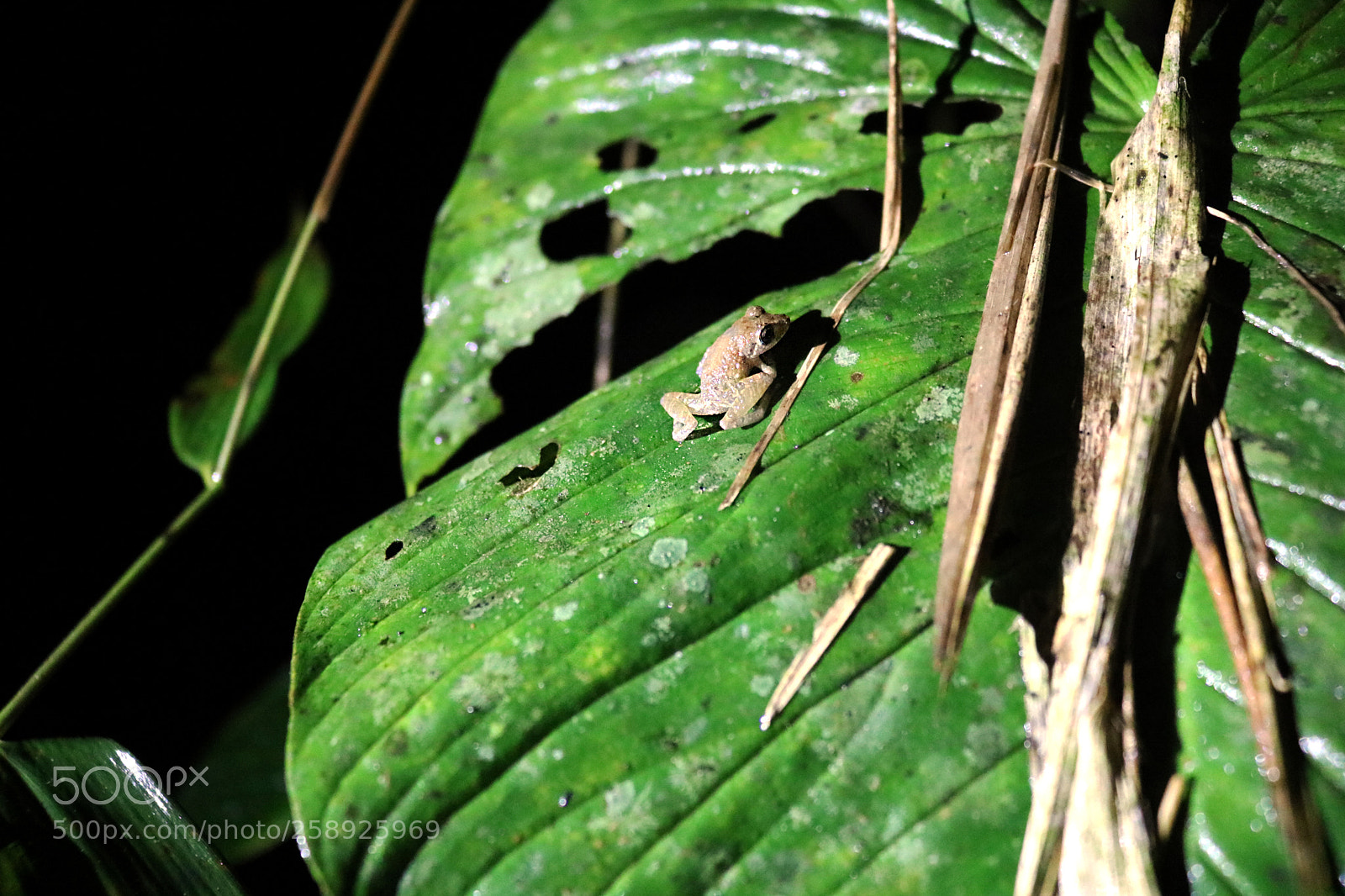 Canon EOS 750D (EOS Rebel T6i / EOS Kiss X8i) sample photo. Rana photography