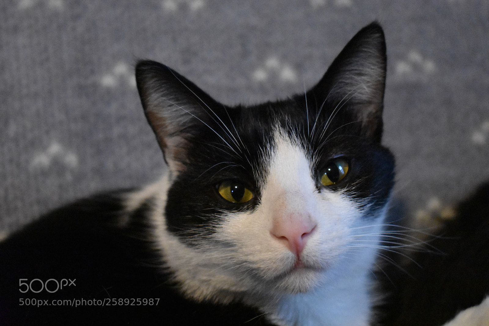 Nikon D3400 sample photo. Linus photography