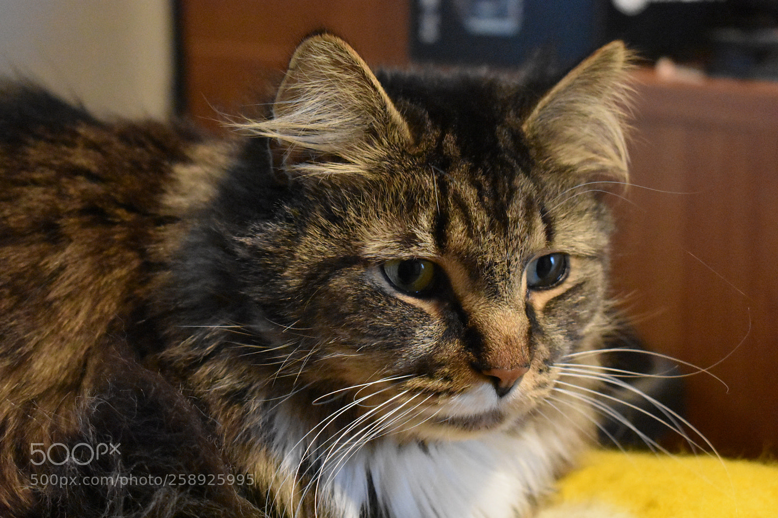 Nikon D3400 sample photo. Monk photography