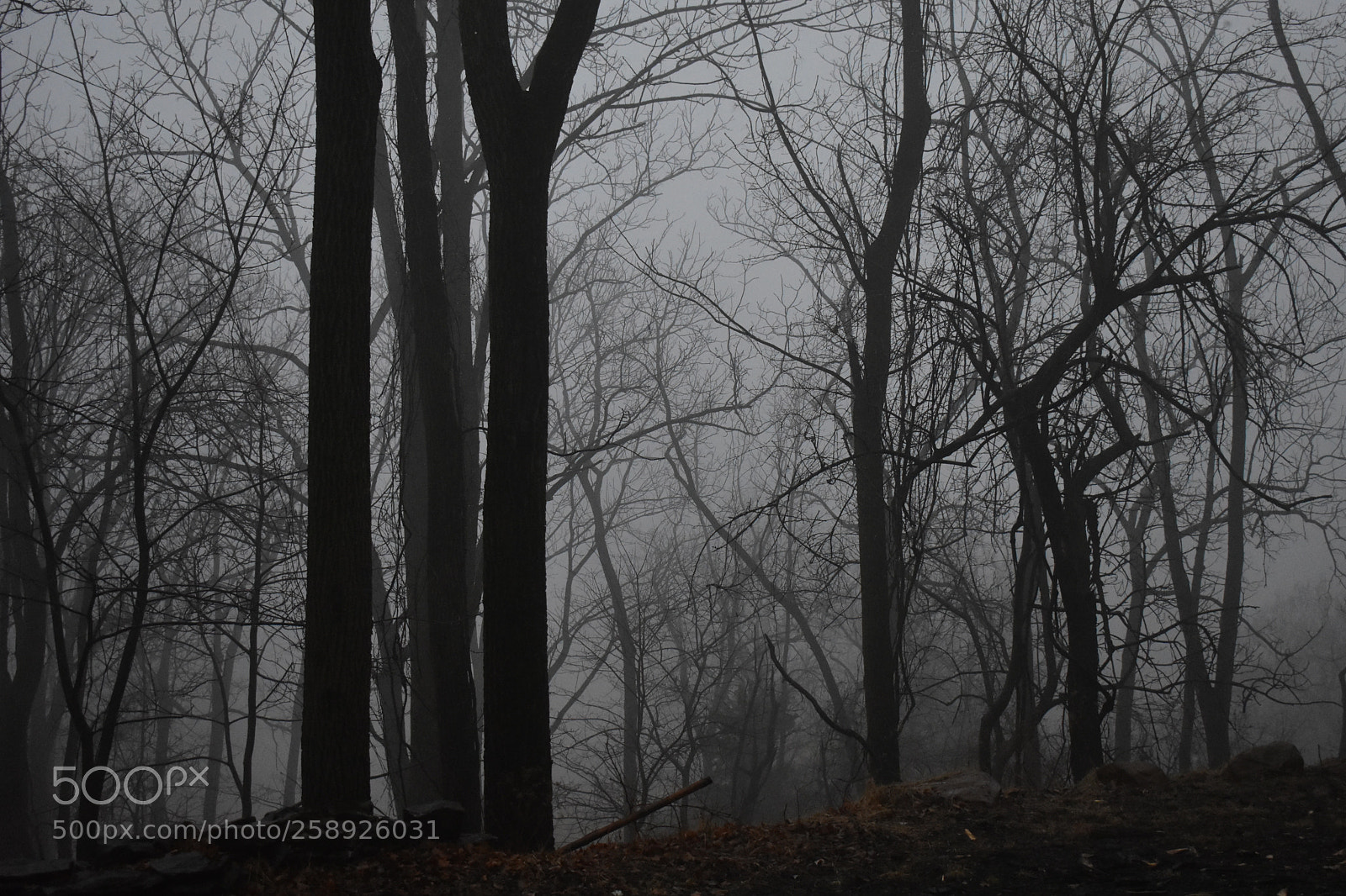 Nikon D3400 sample photo. Fog photography