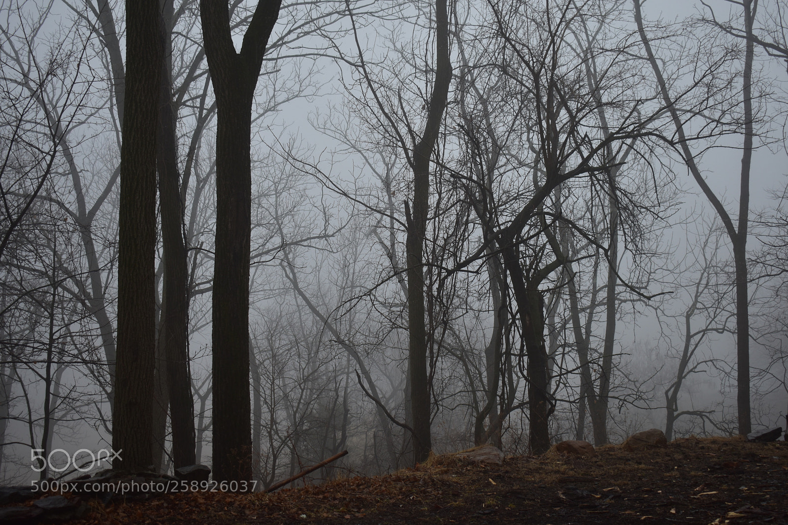 Nikon D3400 sample photo. Fog photography