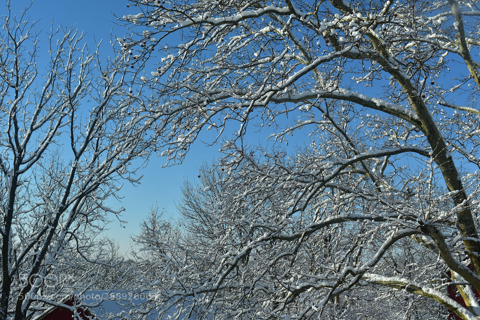 Nikon D3400 sample photo. Winter trees photography