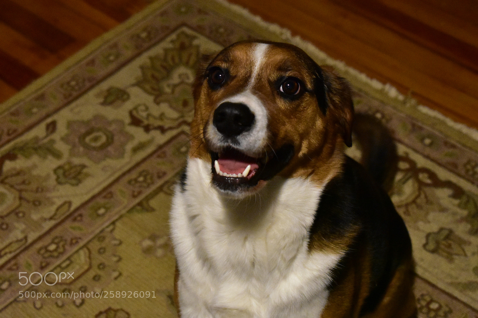 Nikon D3400 sample photo. Gus! photography