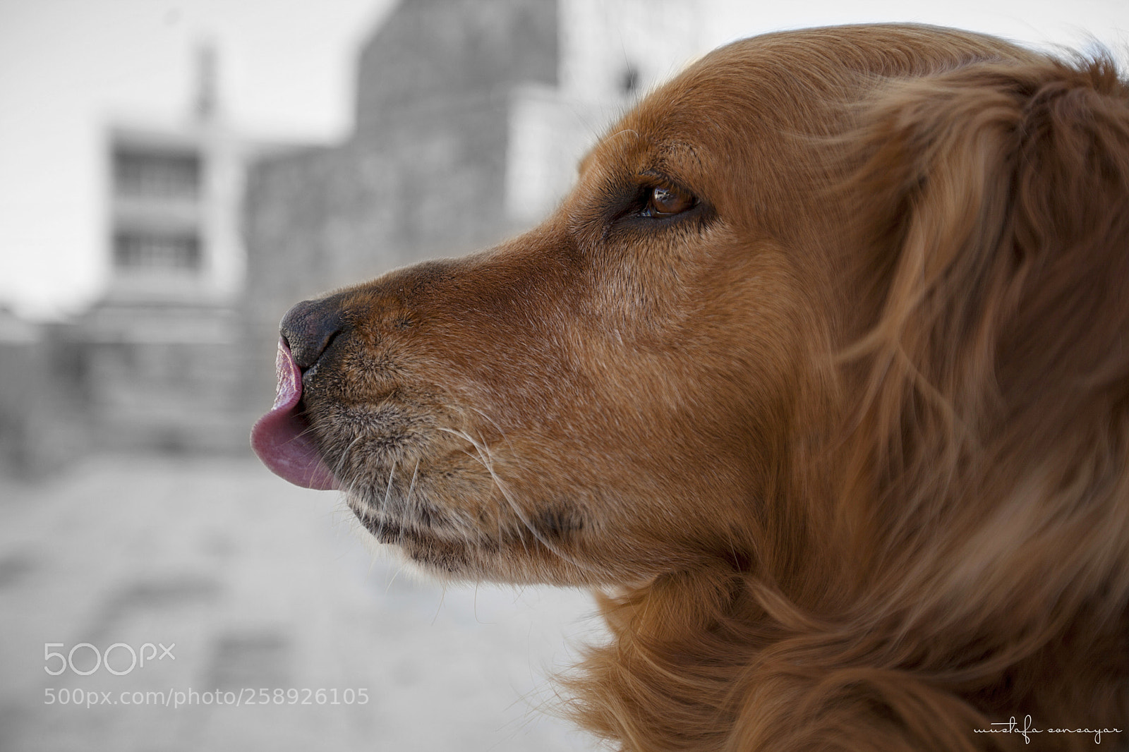 Canon EOS 5D Mark II sample photo. Golden photography