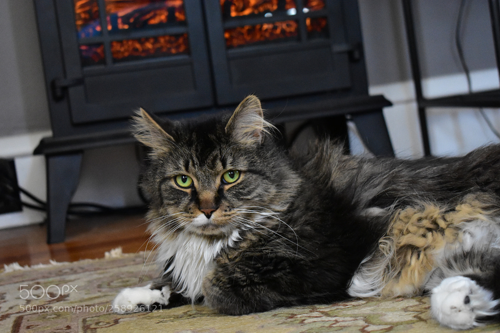 Nikon D3400 sample photo. Monk photography