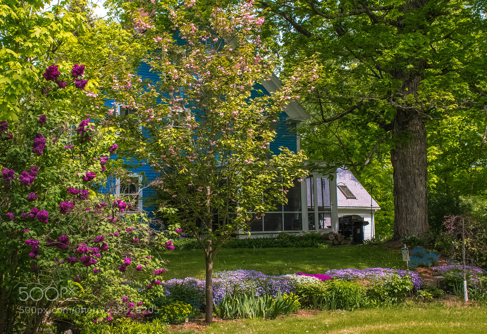 Nikon D7500 sample photo. Lilacs and phlox photography