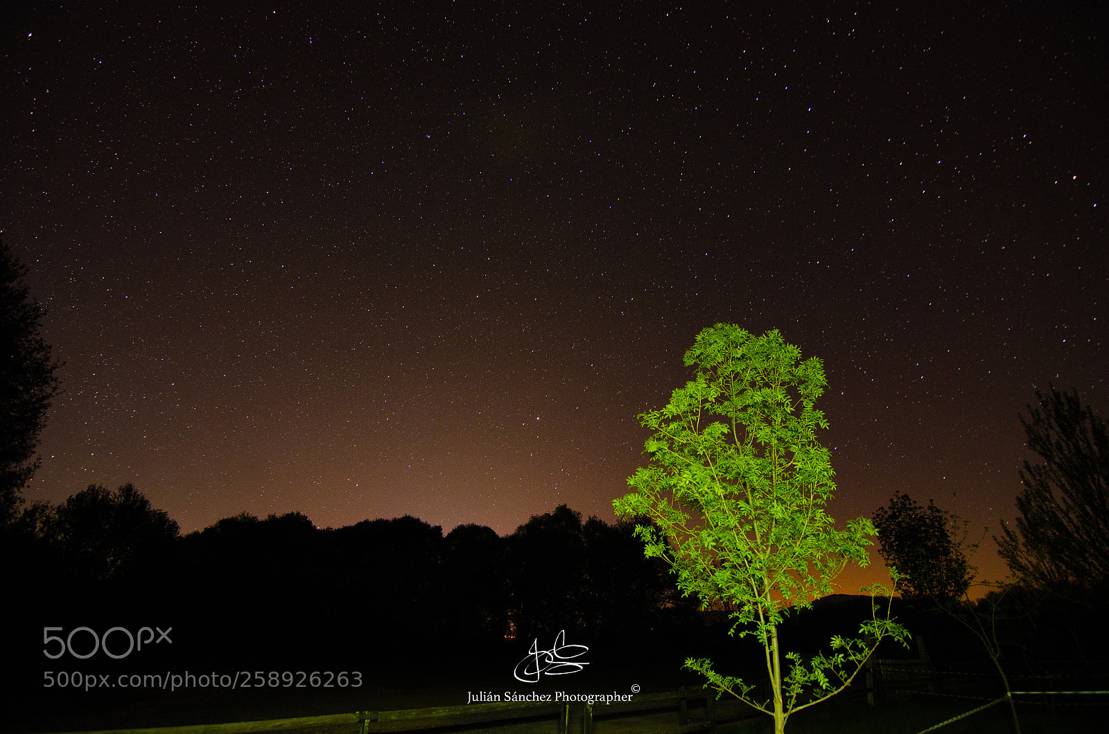 Nikon D5100 sample photo. Tree in the dark  photography
