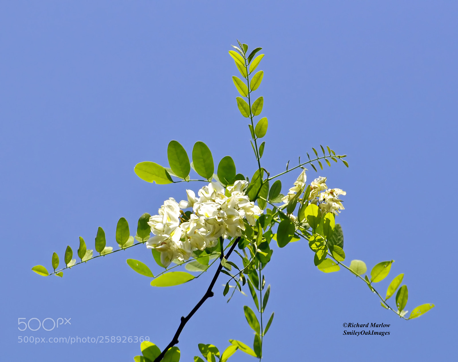 Nikon D5000 sample photo. Wild locust leaves and photography
