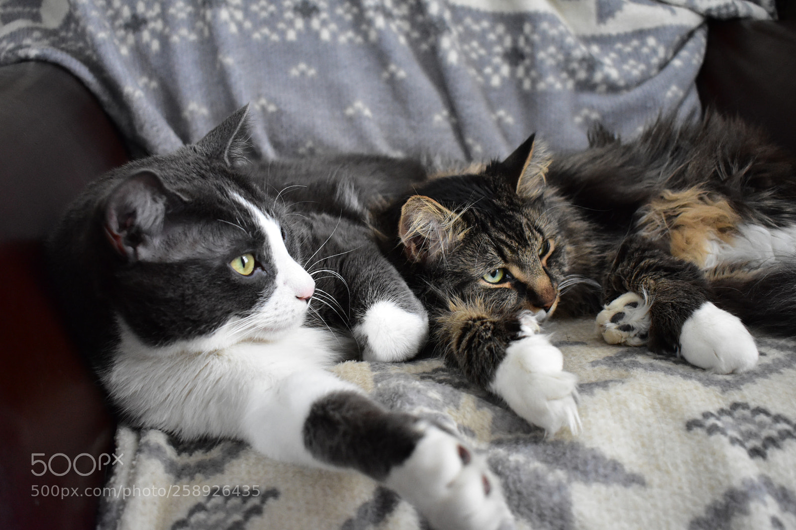 Nikon D3400 sample photo. Cats photography