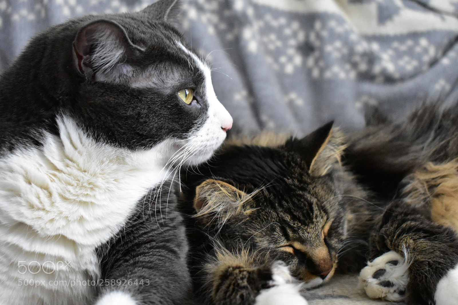 Nikon D3400 sample photo. Cats photography