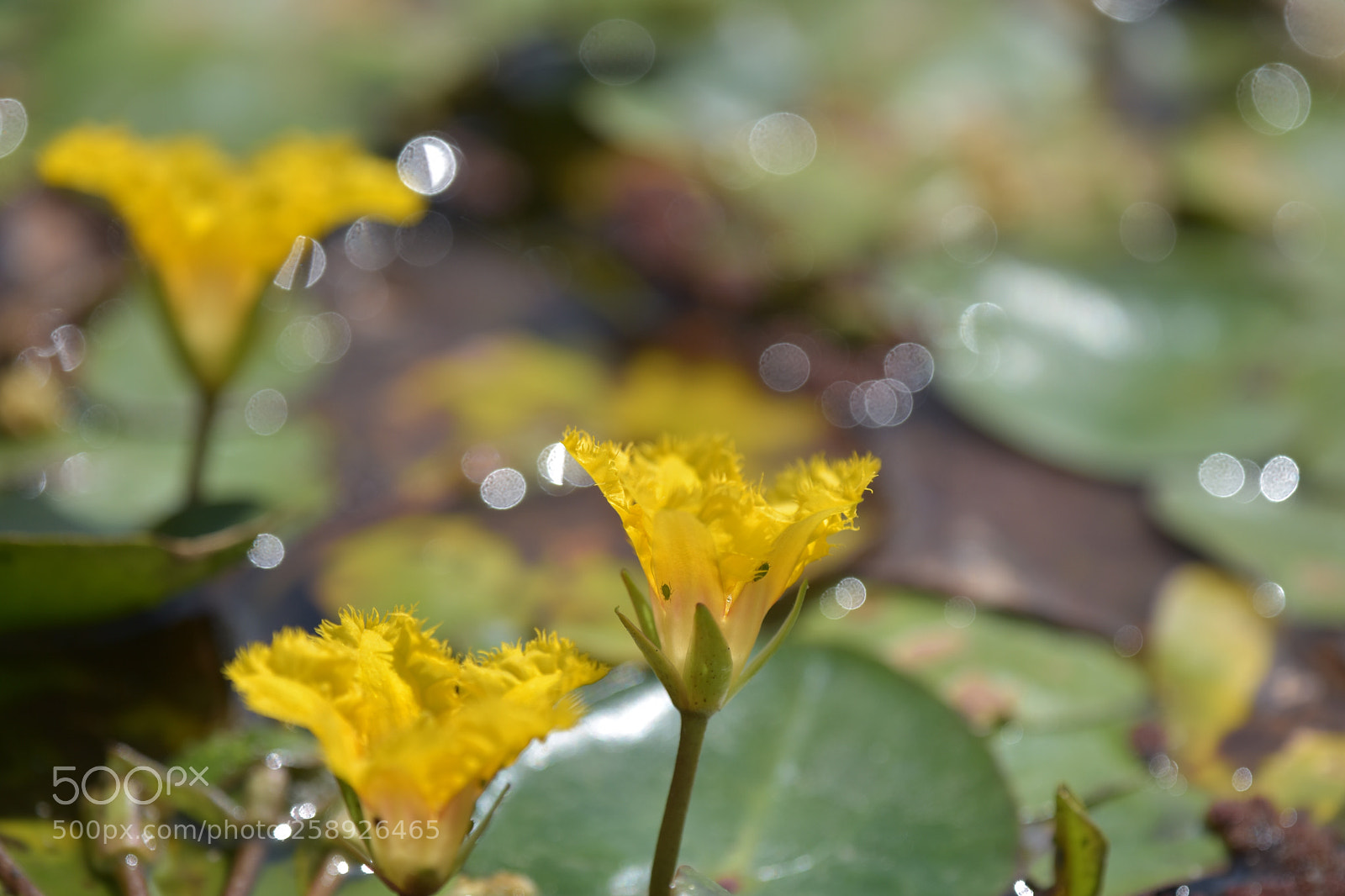 Nikon D7200 sample photo. Flowers photography