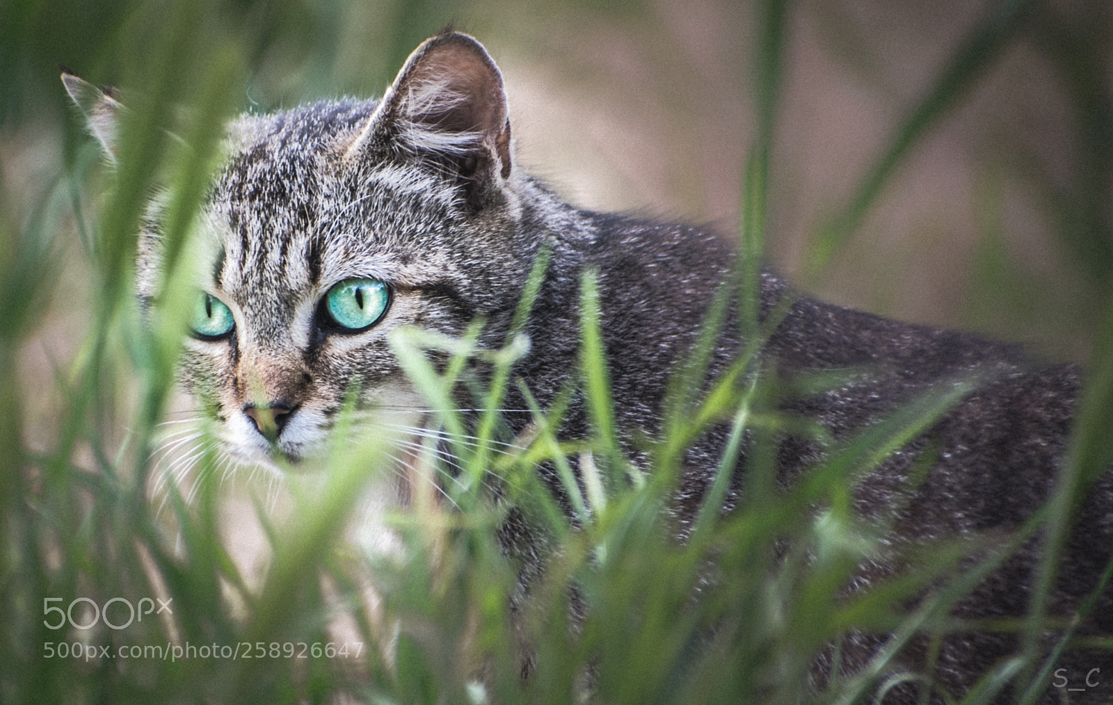Nikon D3300 sample photo. I see you photography