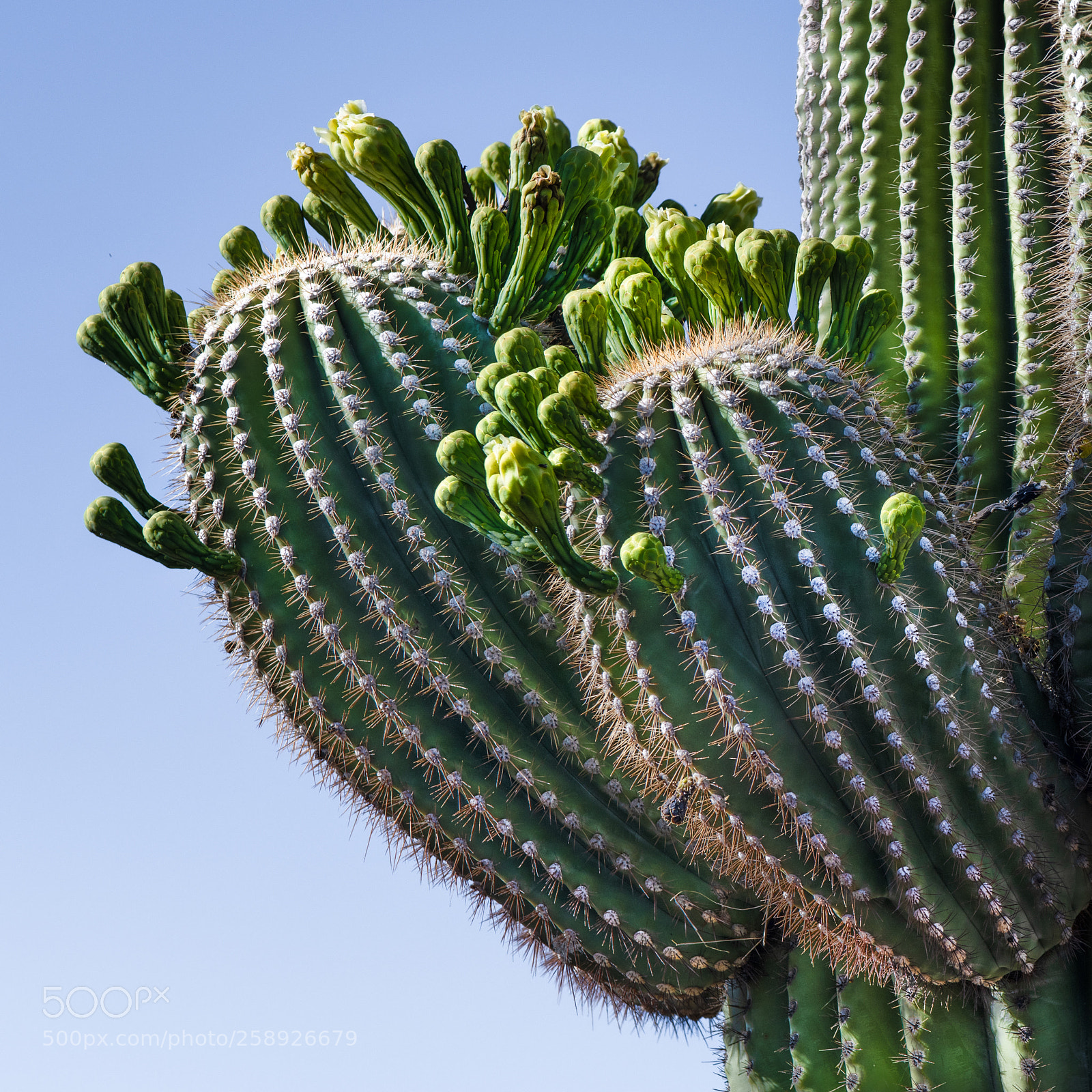 Nikon D850 sample photo. Buds and spikes photography