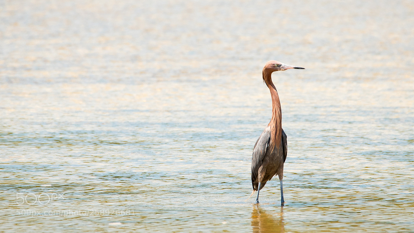 Nikon D750 sample photo. Reddish egret photography
