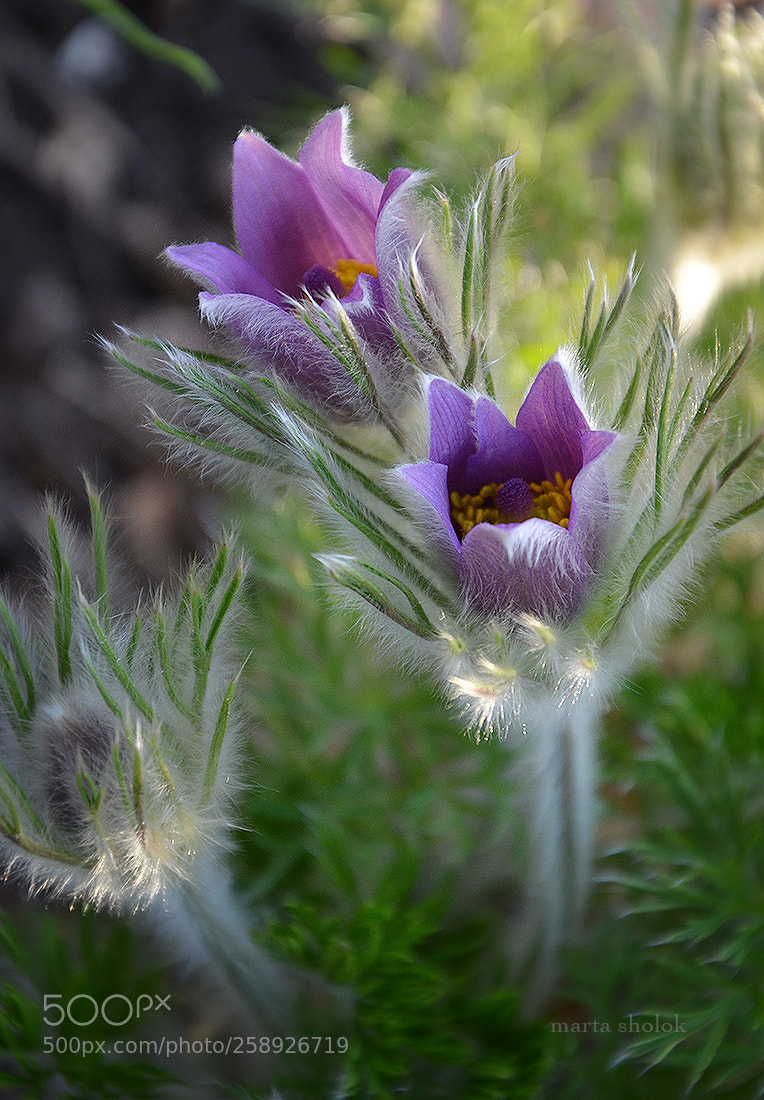 Nikon D7000 sample photo. Early morning dream photography