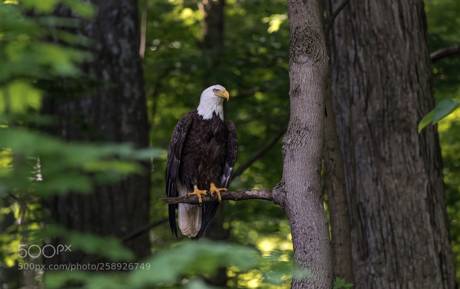 Canon EOS 5D Mark IV sample photo. Perched photography