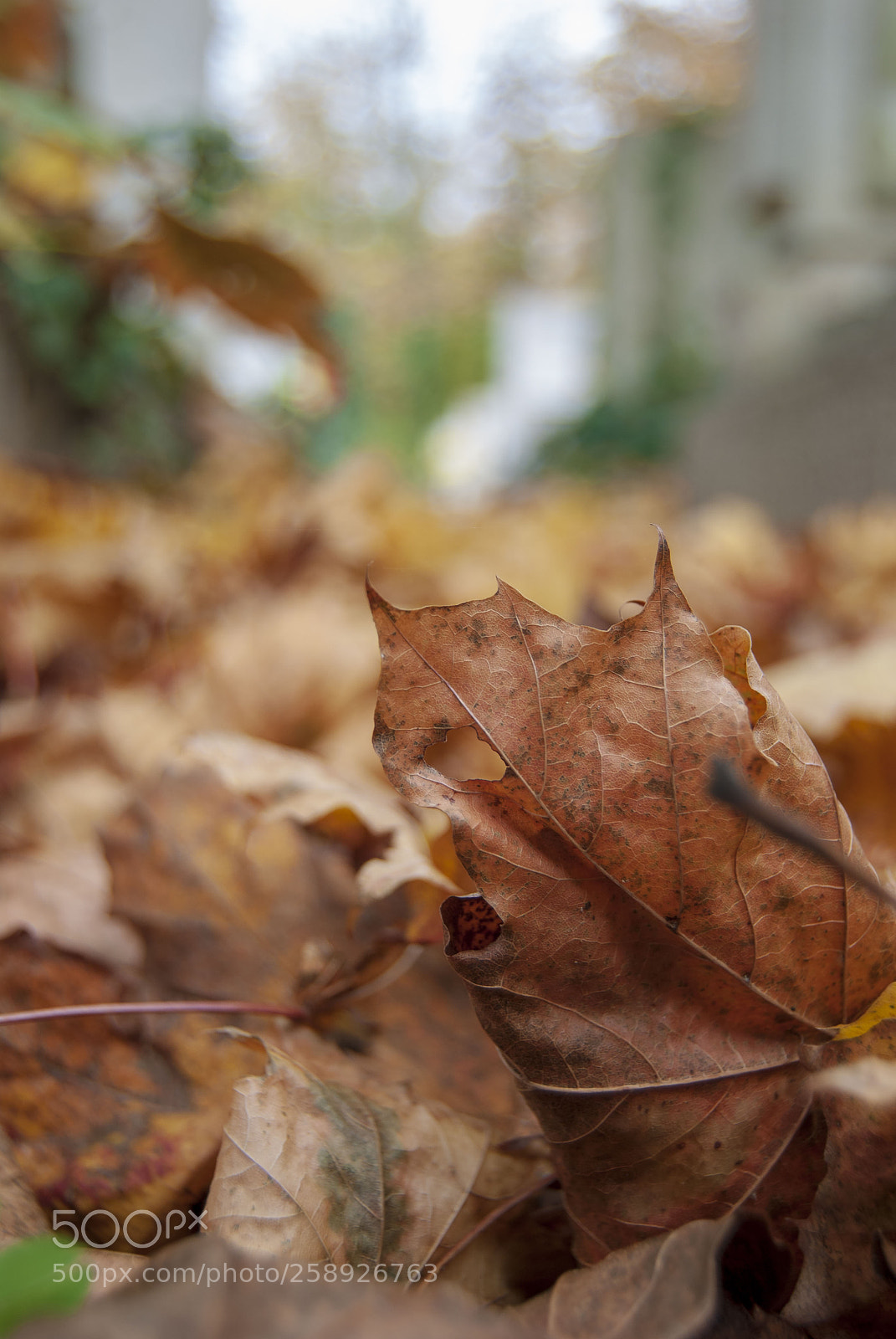 Nikon D80 sample photo. Leaves on the ground photography