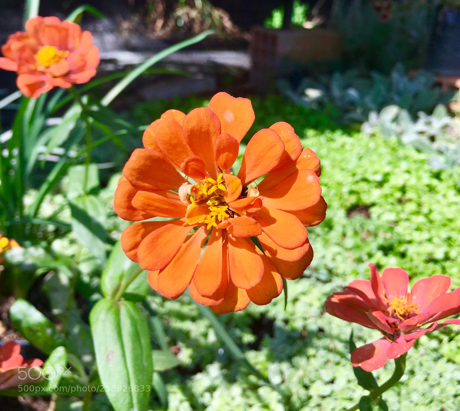 Apple iPhone 6s sample photo. Untitled photography