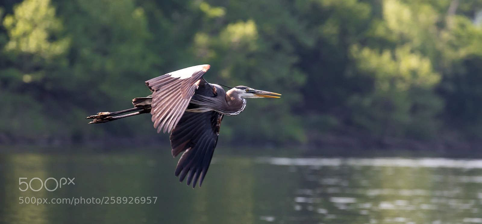 Canon EOS 5D Mark IV sample photo. Flight photography