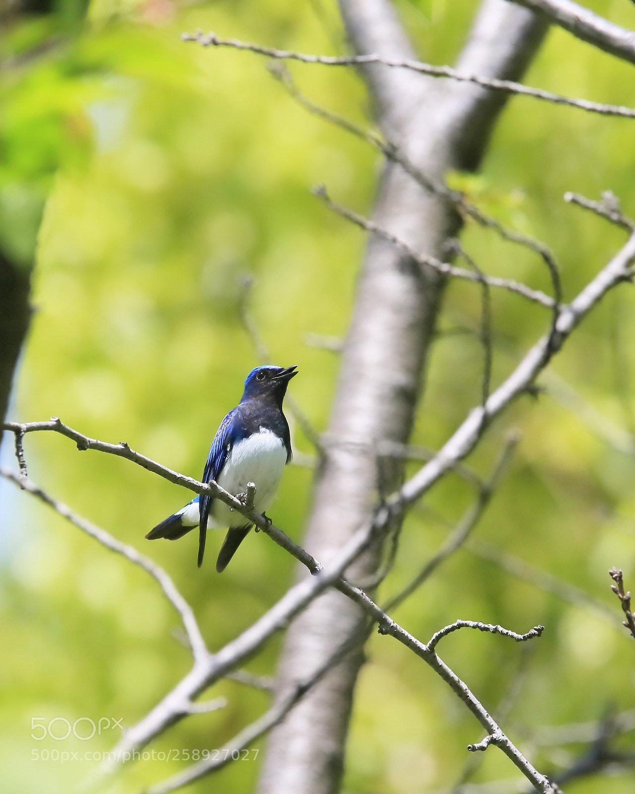 Canon EOS-1D X sample photo. おおるり blue-and-white flycatcher  photography