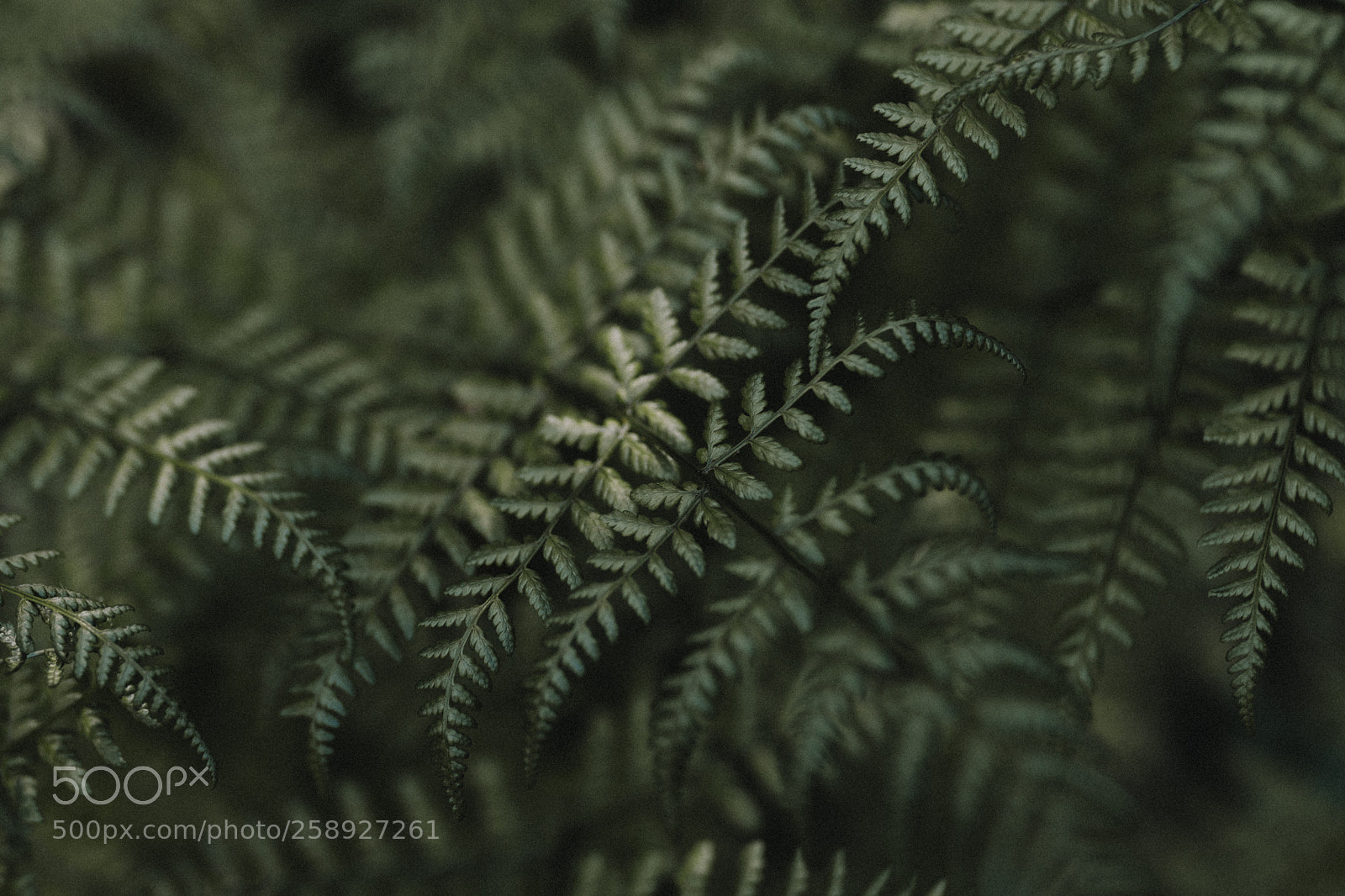 Sony a6500 sample photo. Deep green photography