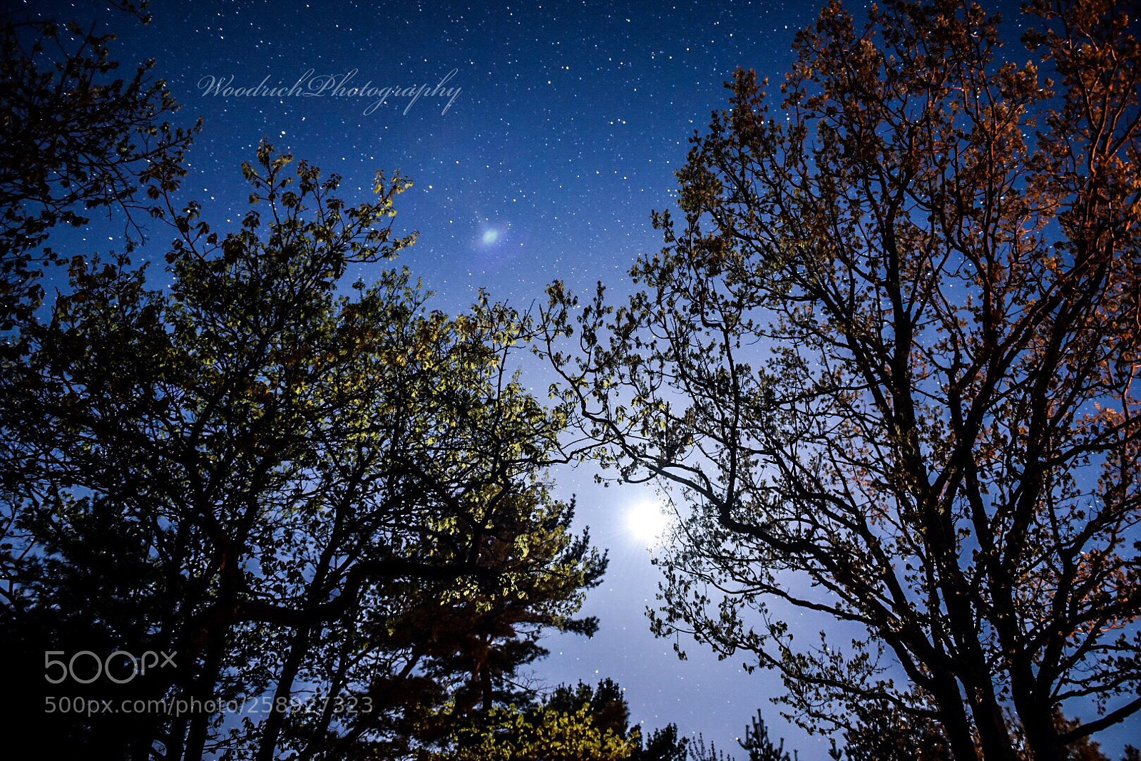 Nikon D750 sample photo. Untitled photography
