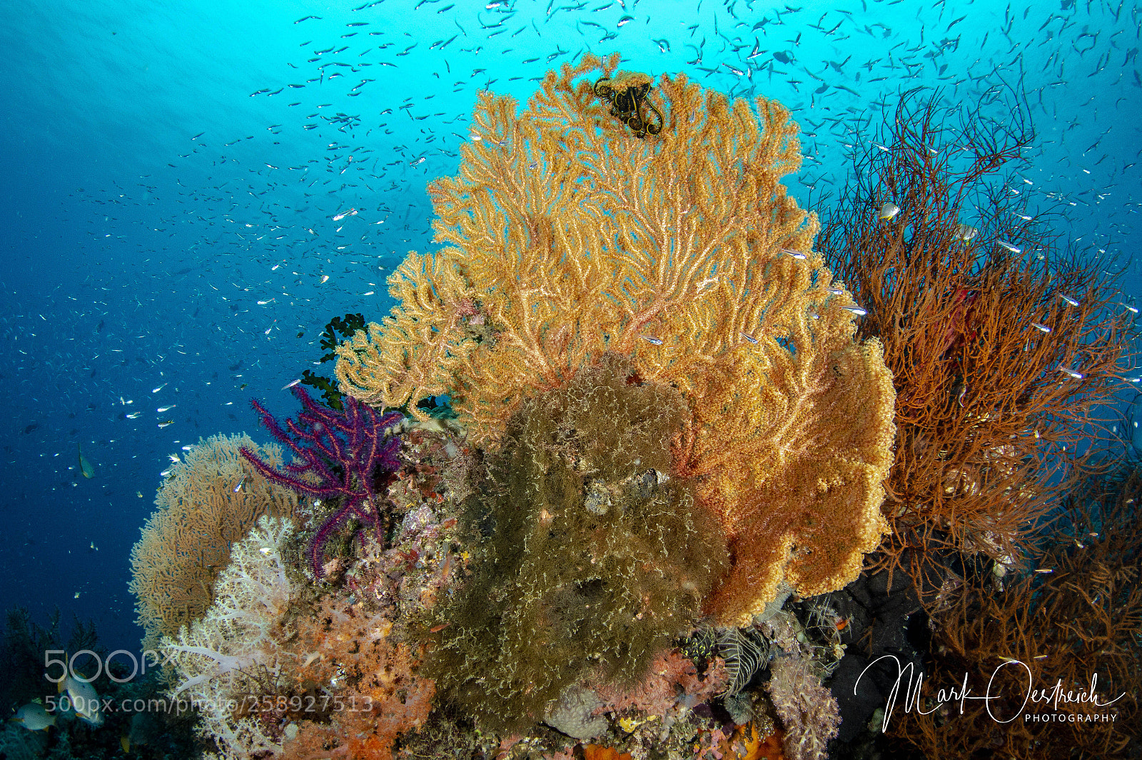 Canon EOS 70D sample photo. Indonesian reef photography