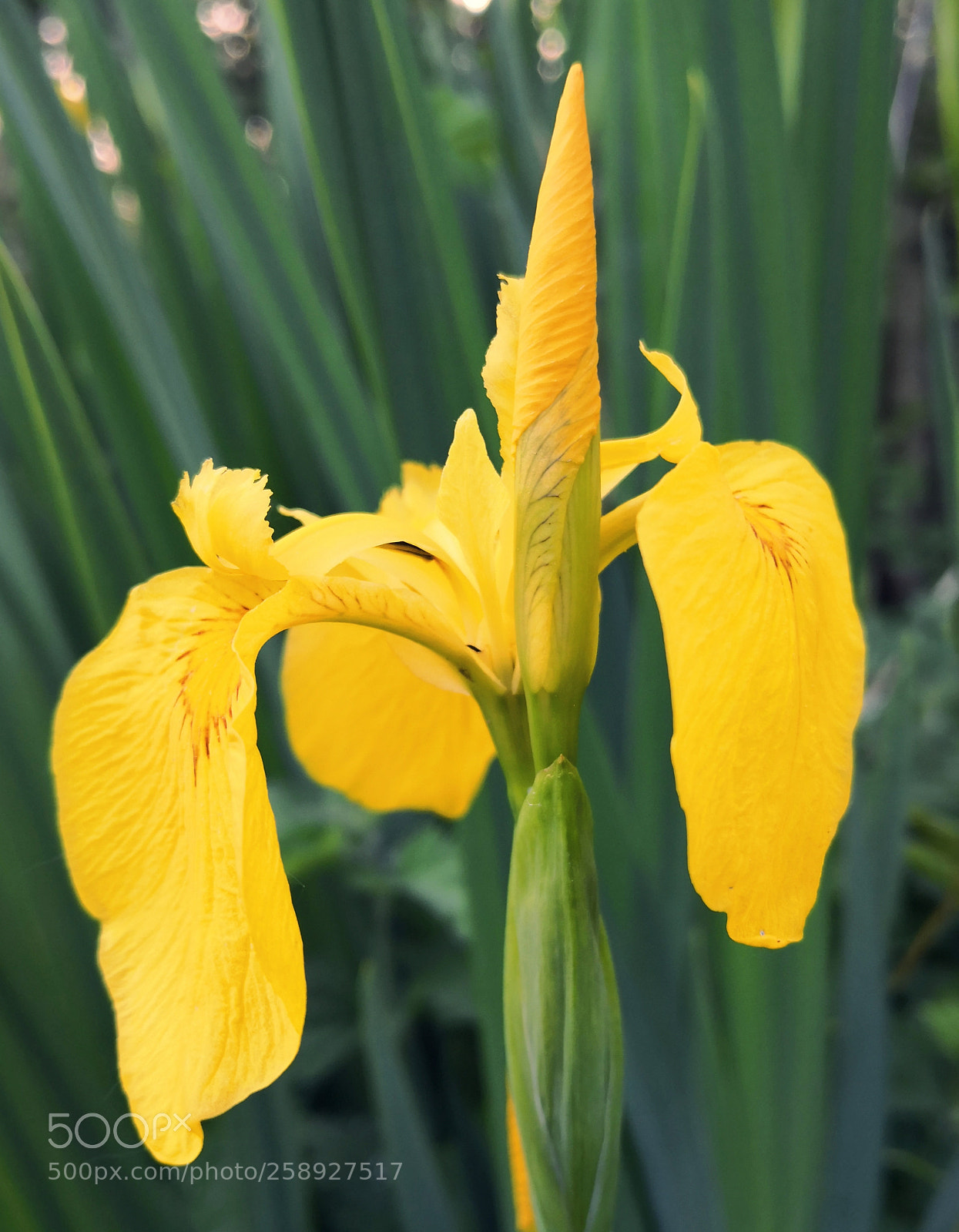 HUAWEI Mate 10 Pro sample photo. Yellow photography