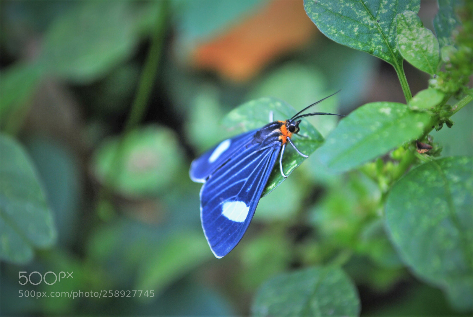 Nikon D3000 sample photo. Blue butterfly photography