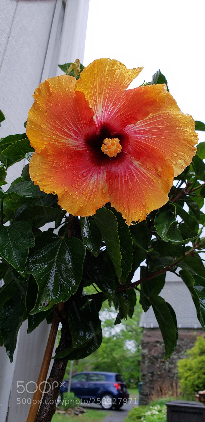 Samsung Galaxy S9+ sample photo. Untitled photography