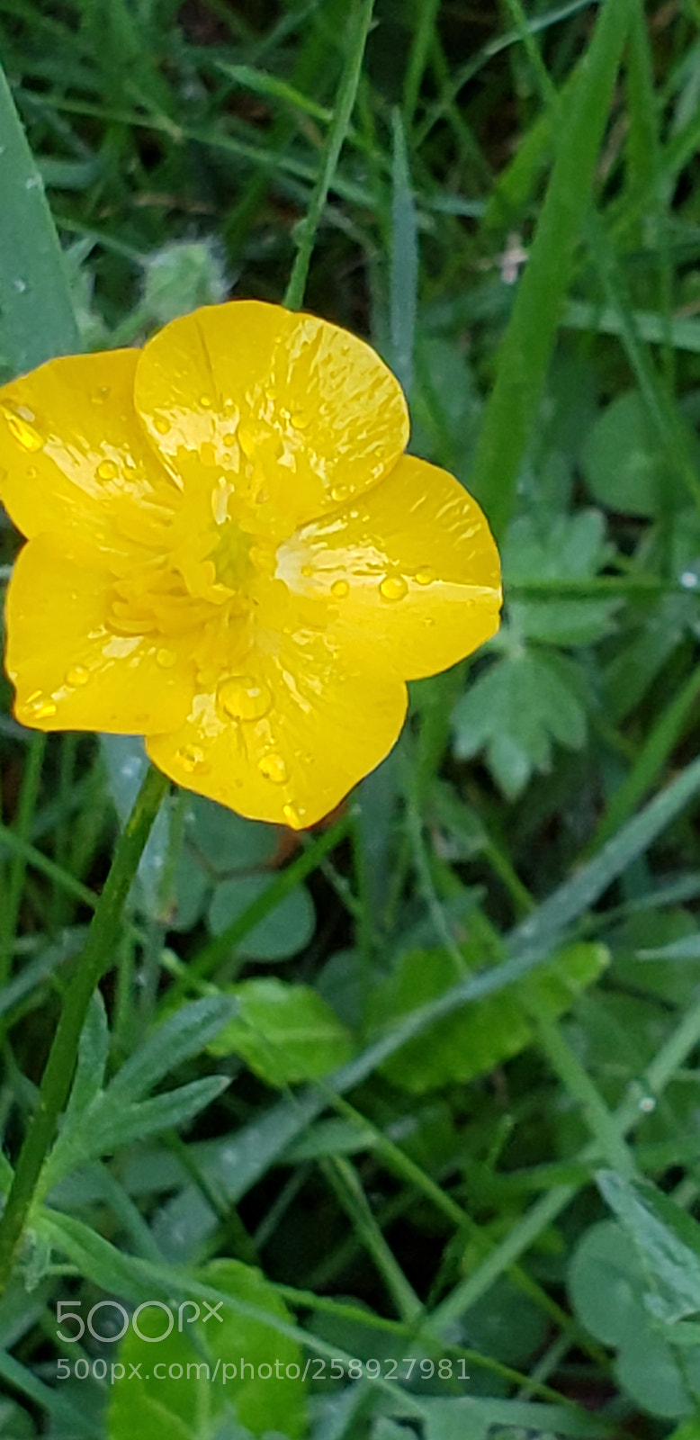 Samsung Galaxy S9+ sample photo. Untitled photography