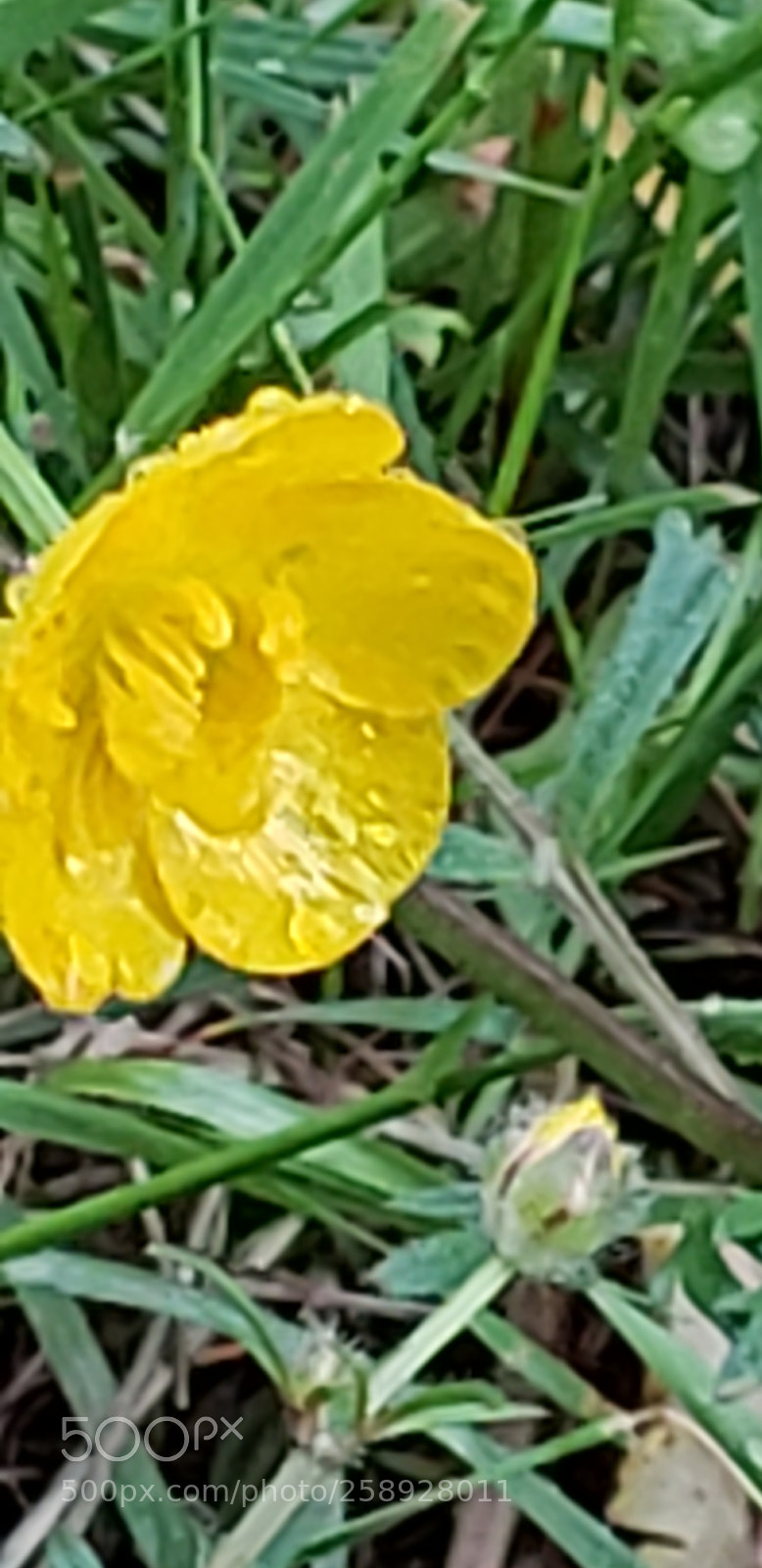 Samsung Galaxy S9+ sample photo. Untitled photography
