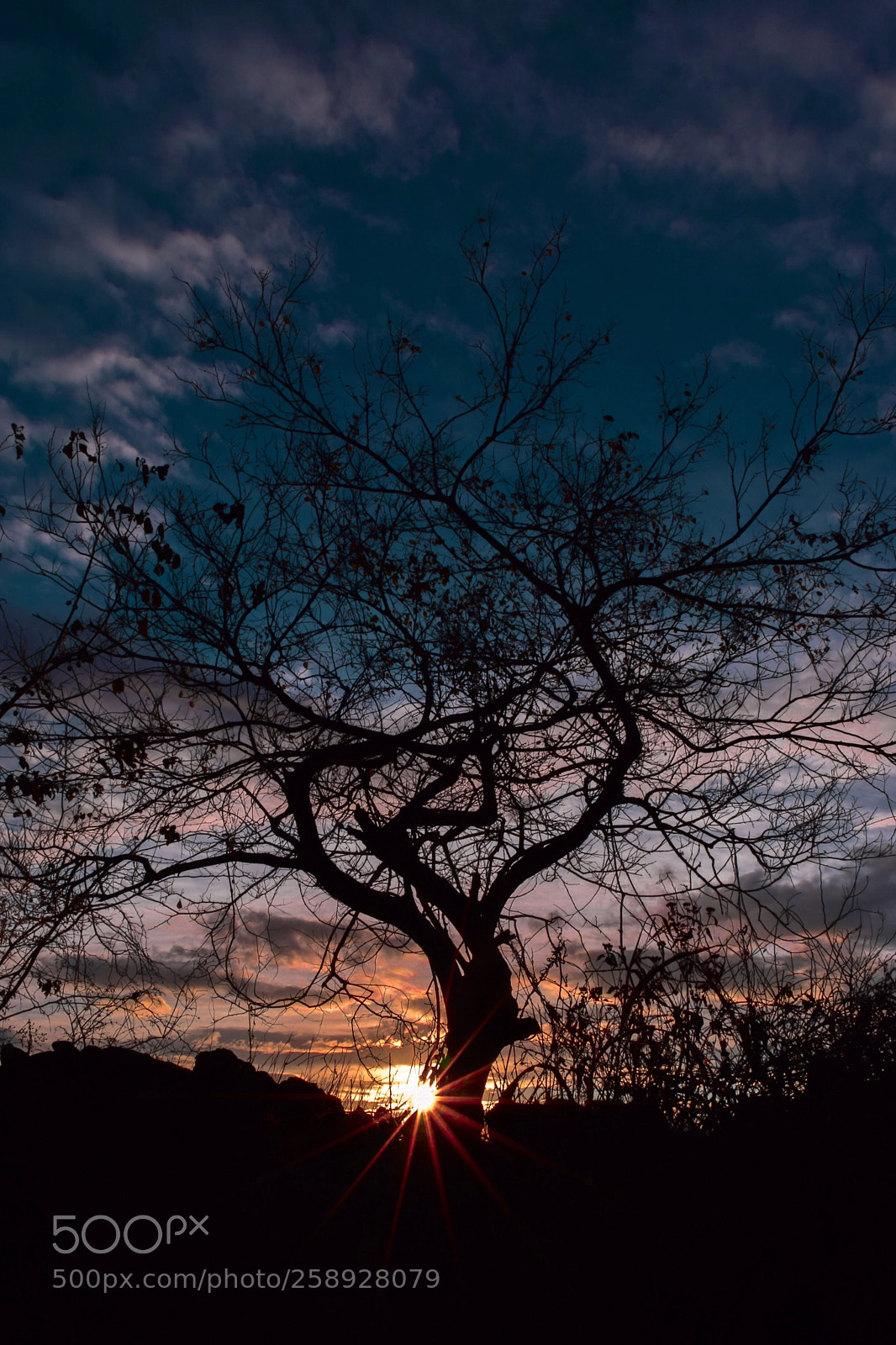 Nikon D3300 sample photo. The tree photography