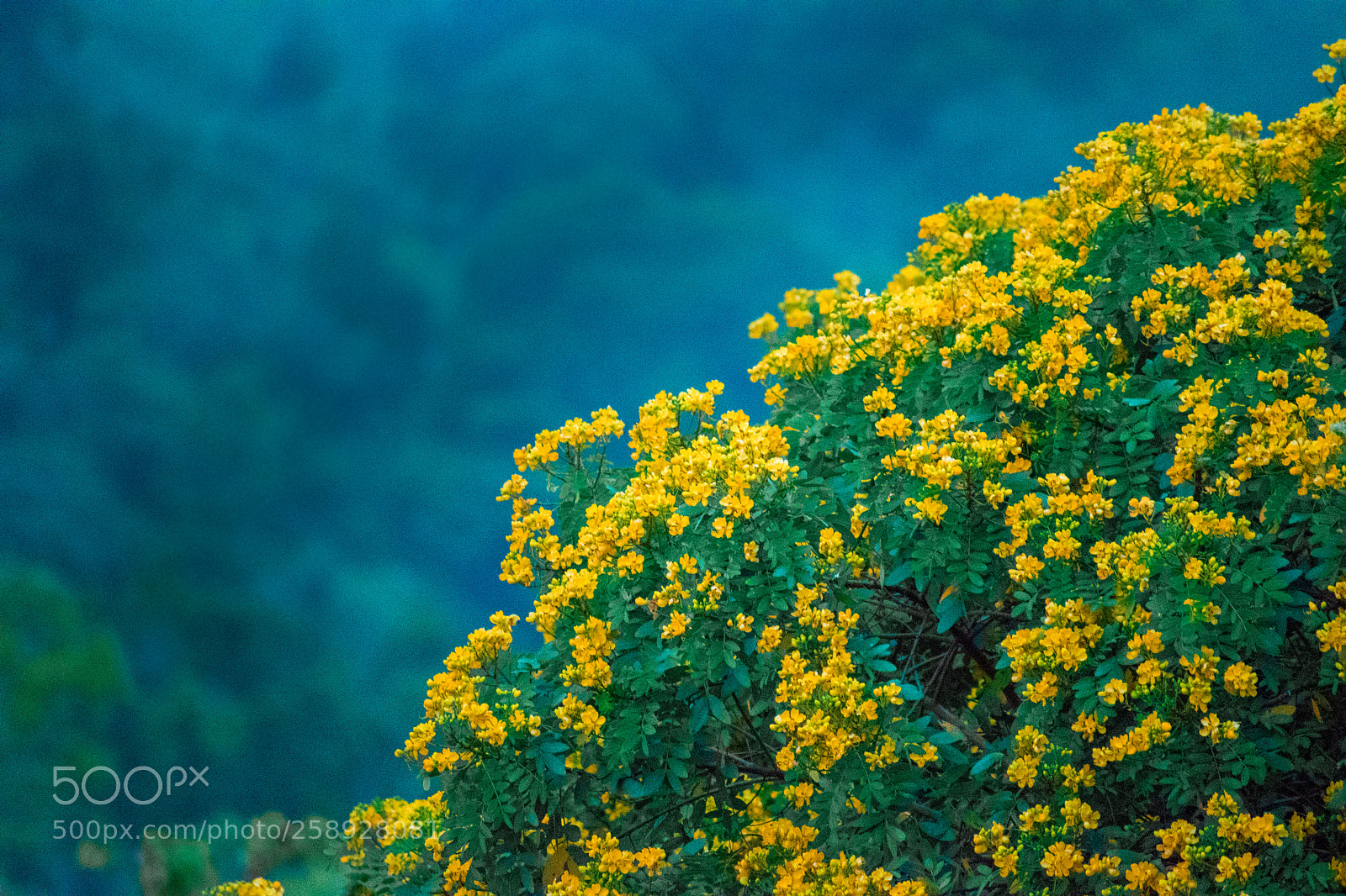 Nikon D5600 sample photo. Yellow flowers photography