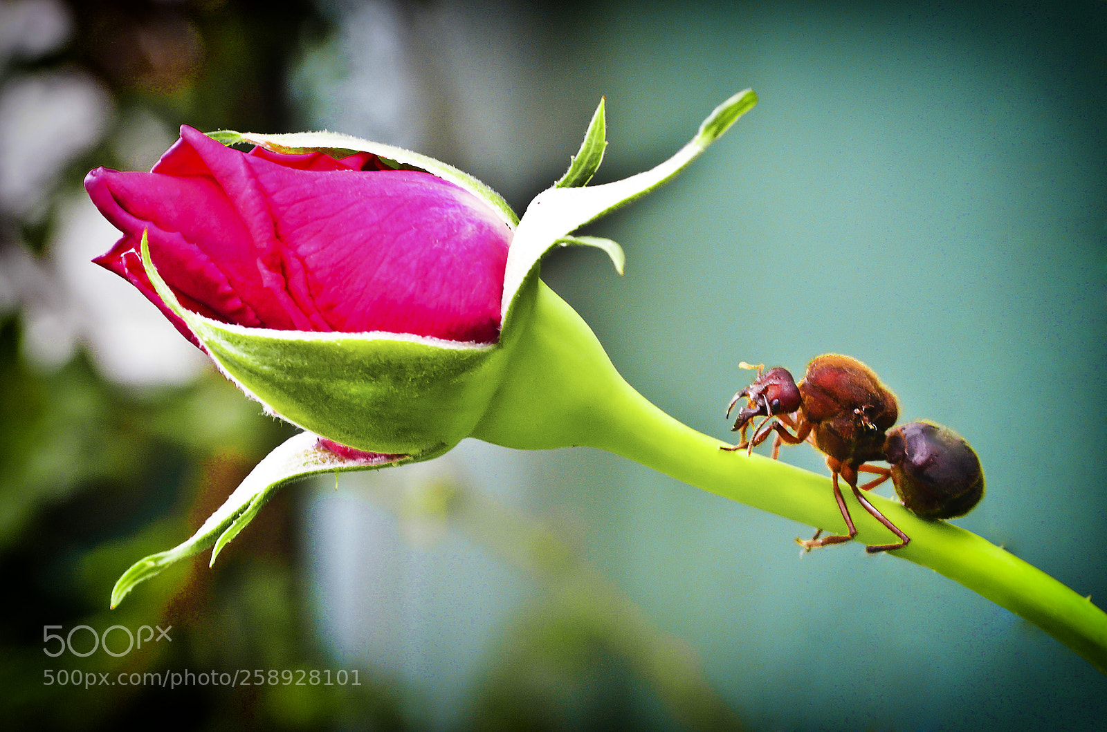 Nikon D5100 sample photo. Zompopo de mayo... photography