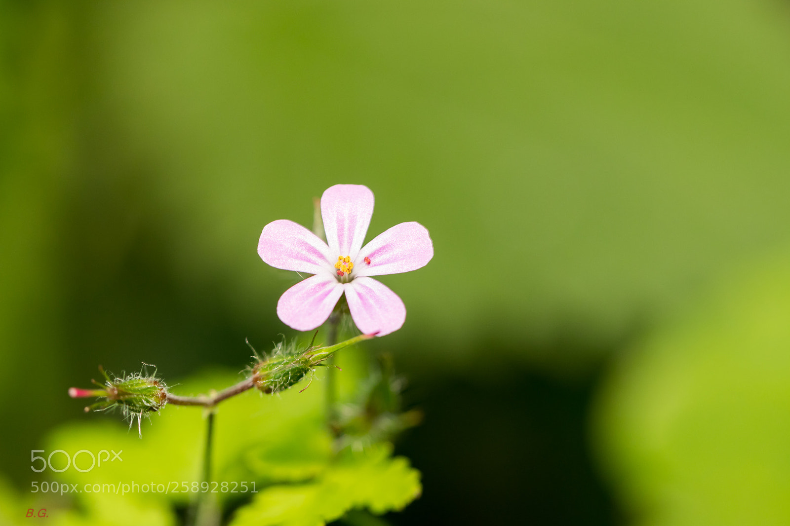 Canon EOS 80D sample photo. Robertskruid photography