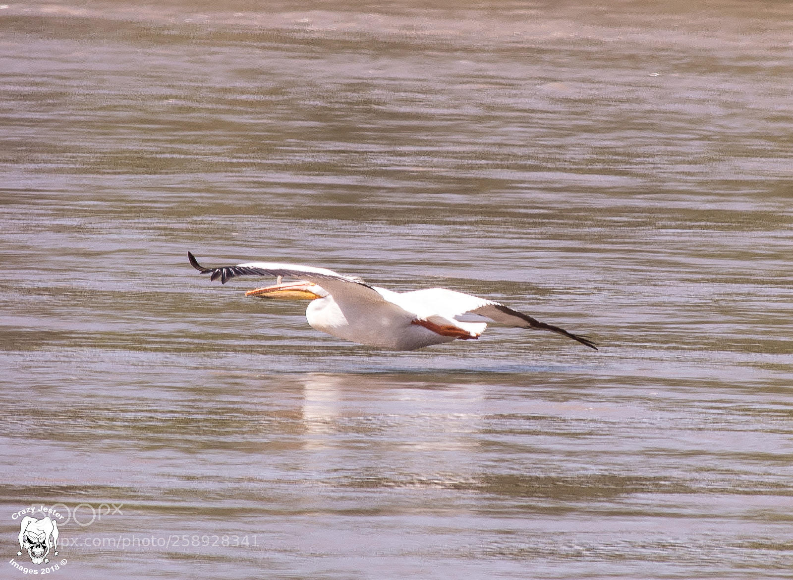 Canon EOS 800D (EOS Rebel T7i / EOS Kiss X9i) sample photo. Low flying pelican photography