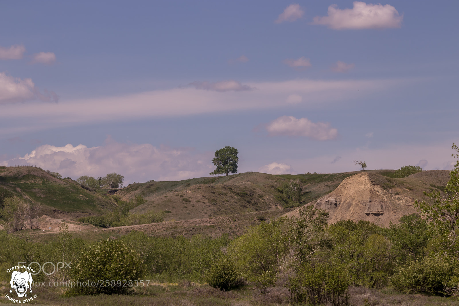 Canon EOS 800D (EOS Rebel T7i / EOS Kiss X9i) sample photo. Lone tree photography