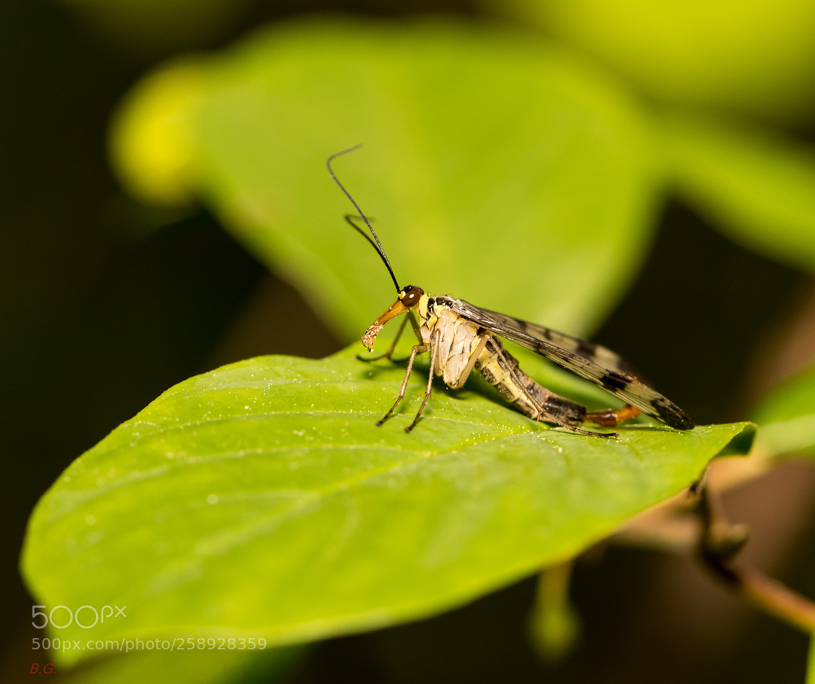 Canon EOS 80D sample photo. Schorpioenvlieg photography