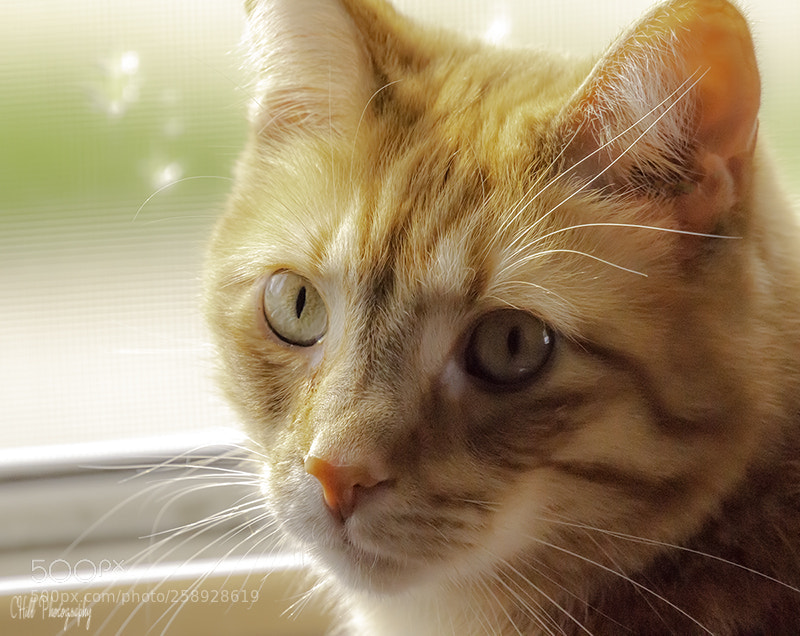Canon EOS 650D (EOS Rebel T4i / EOS Kiss X6i) sample photo. Mars my cat photography