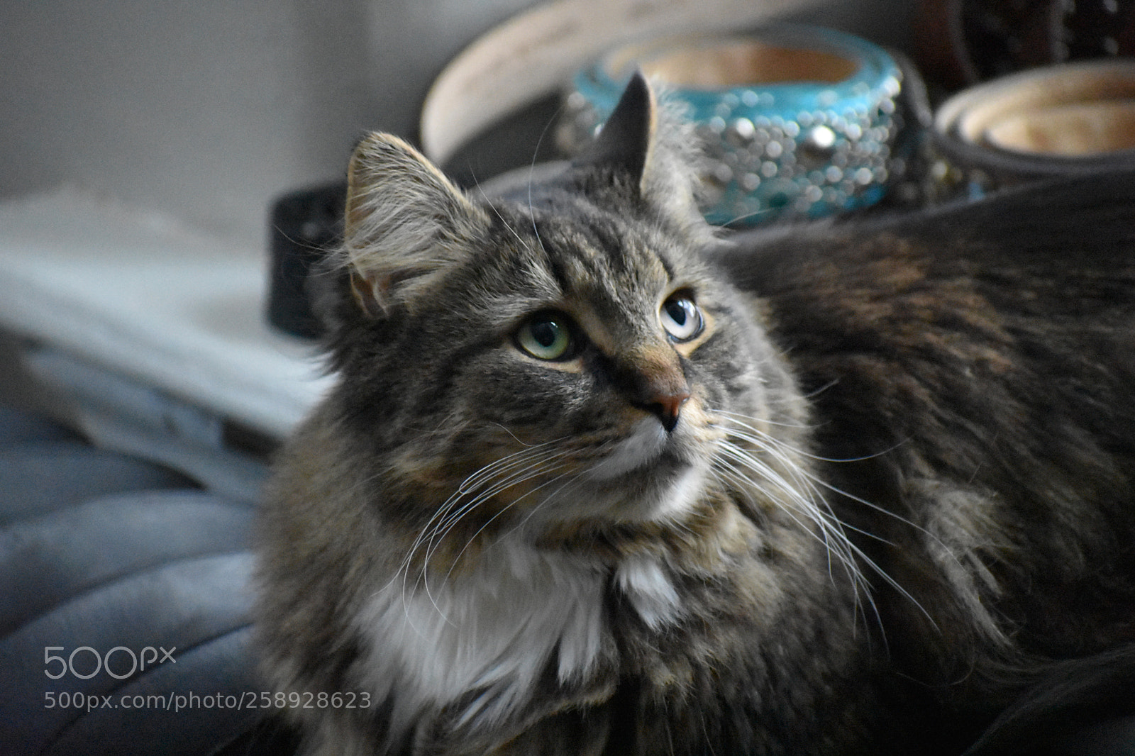 Nikon D3400 sample photo. Monk photography