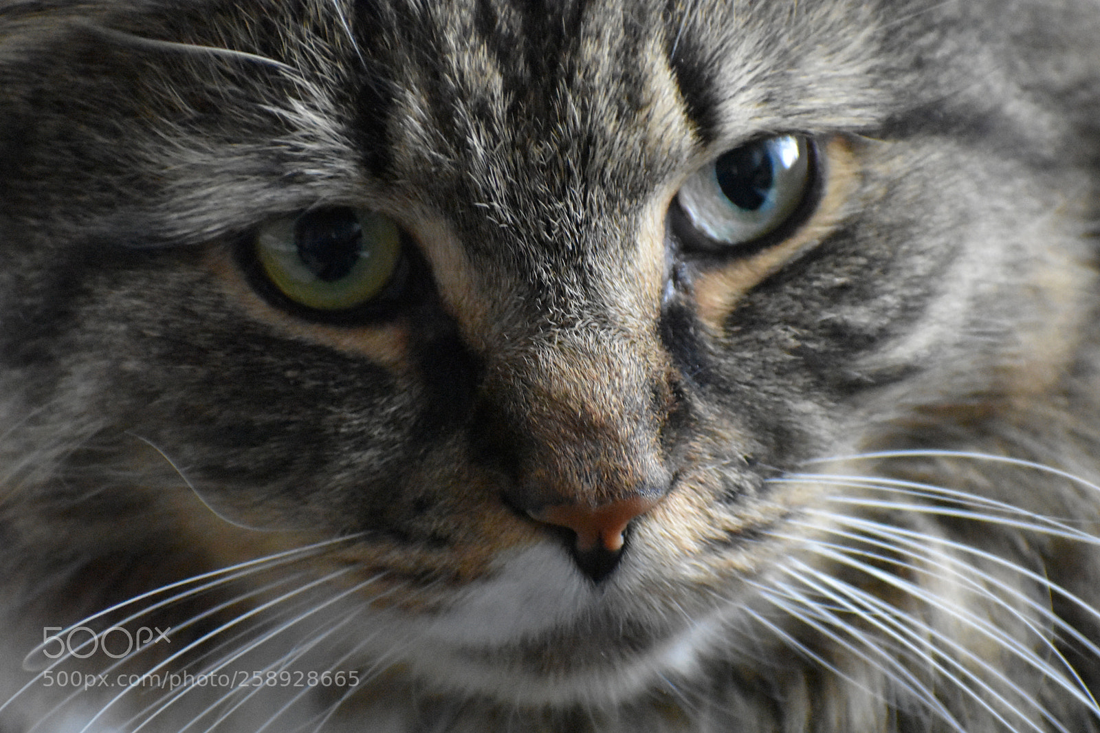 Nikon D3400 sample photo. Monk photography