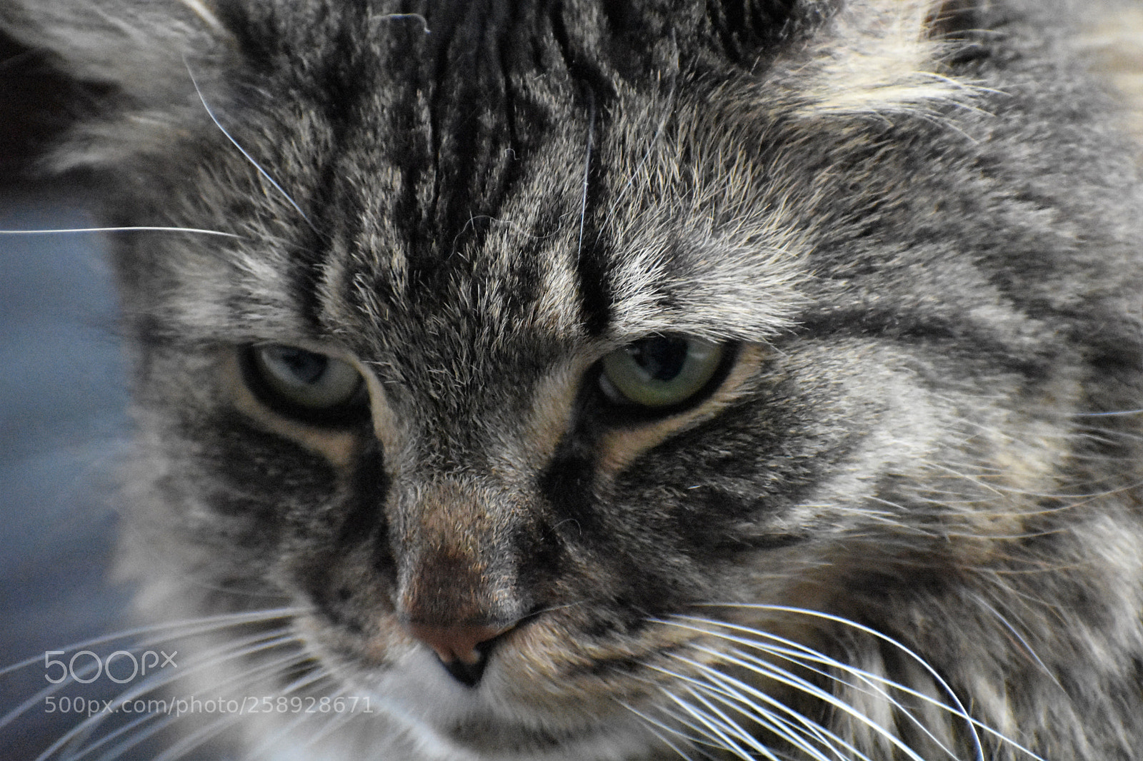 Nikon D3400 sample photo. Monk photography