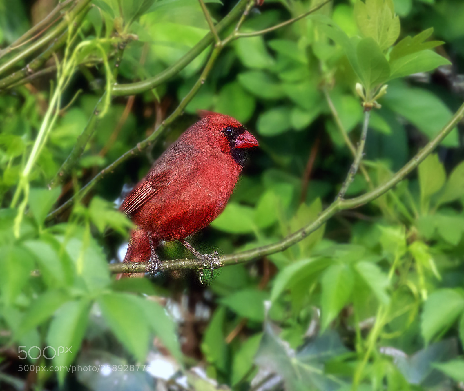 Canon EOS 7D Mark II sample photo. Cardinal photography